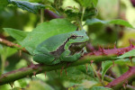 Boomkikker (Hyla arborea) op bramentak RL BE, Achterhoek